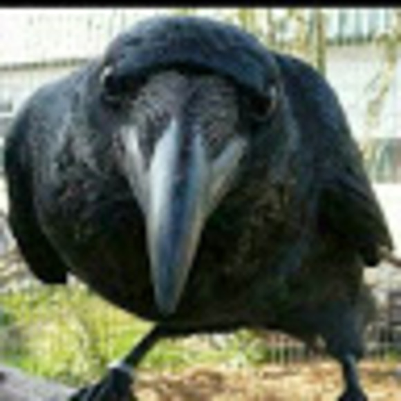 1bigcrow